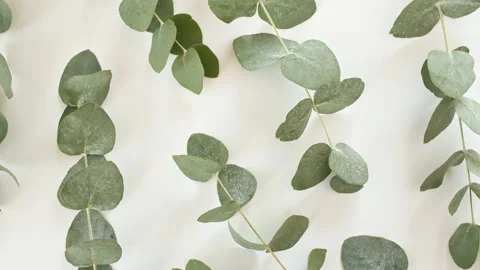 Green leaves eucalyptus isolated on a white revolving table. Eucalyptus extract Stock Footage 219604987