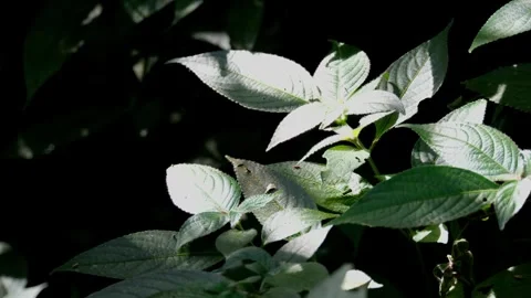 Green leaves exposed to sunlight going t... | Stock Video | Pond5