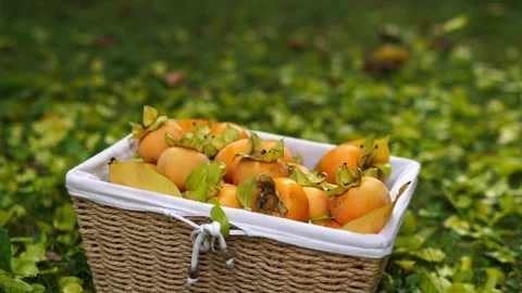 Green leaves fall on a wicker basket with ripe persimmons on the ground in the Stock Footage 267100265