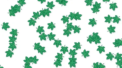 Green Leaves Falling Against Clean White Background Animation Stock Footage 345120264