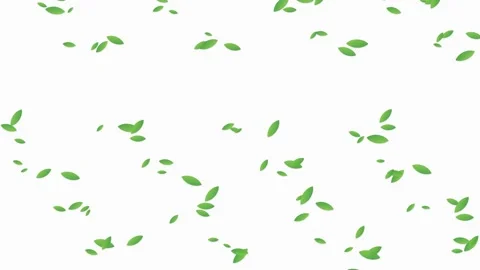 Green Leaves Falling Animation on White Background Stock Footage 341806524