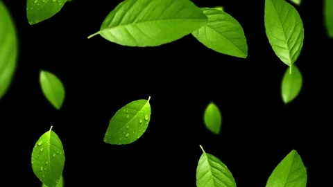 Green leaves falling. Black screen loop Natural concept  Element footage Stock Footage 253835111