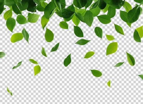 Green leaves falling with floating,, botanical, environment as PNG element イラスト素材
