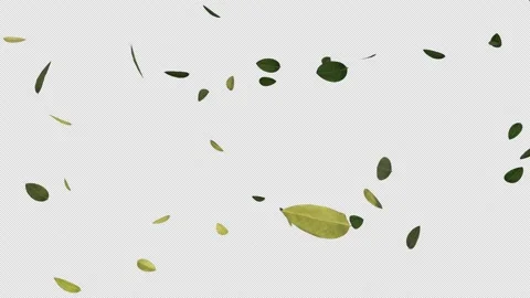 Green Leaves Falling Video stock 230483065
