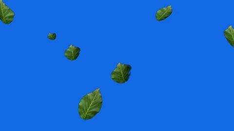 Green leaves falling in slow motion on blue screen background for video editing Stock Footage 329964740