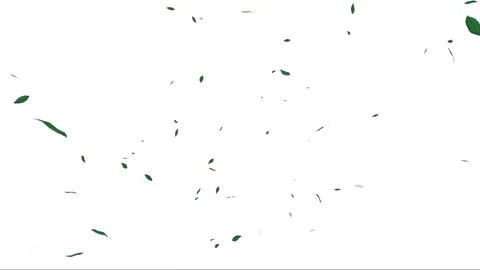 Green Leaves Falling on White Background. Stock Footage 289615824