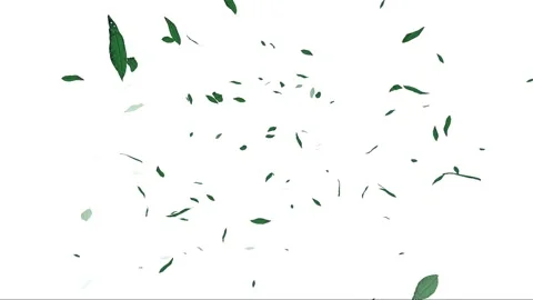 Green Leaves Falling on White Background. Stock Footage 289617214