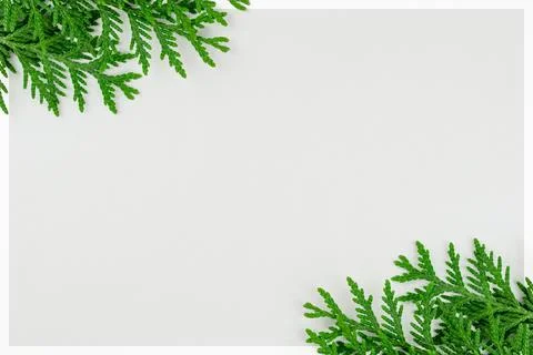 Green leaves fern tropical rainforest foliage plant, clipping path included. Stock Photos