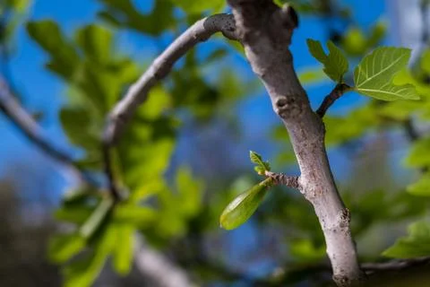 Green leaves of a fig tree and small fruits, springtime Stock Photos