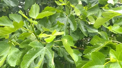 Green leaves of a fig tree Video stock 308636273