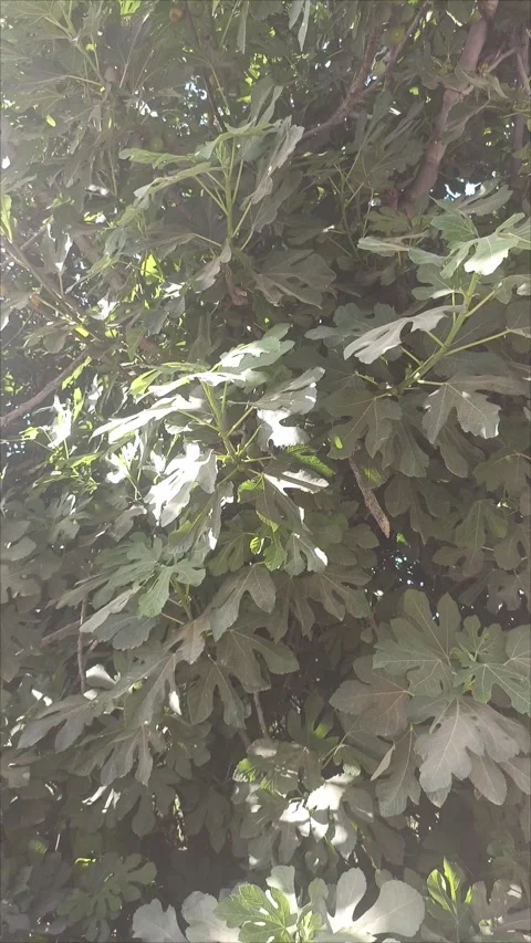 Green Leaves of a Fig Tree Under Sunlight Video stock 336566712