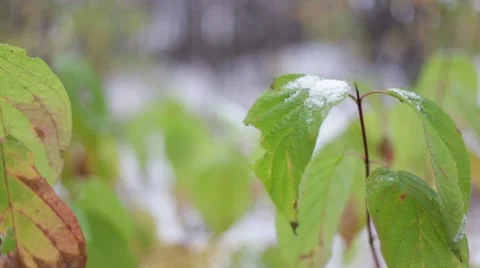 Green leaves in the first snow Video stock 55628895