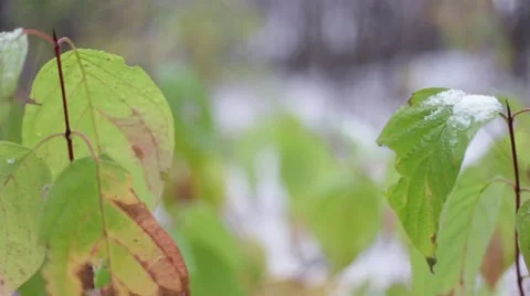 Green leaves in the first snow in motion Video stock 55628544