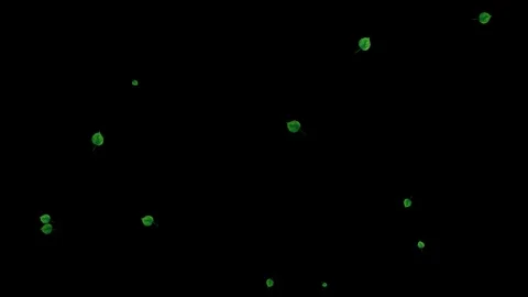 Green leaves floating on black background, natural abstract pattern Stock Footage 329348353
