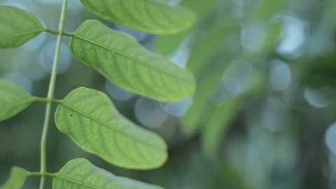 Green leaves on a flora blurred background. natural green leaves. Vidéo 209495312
