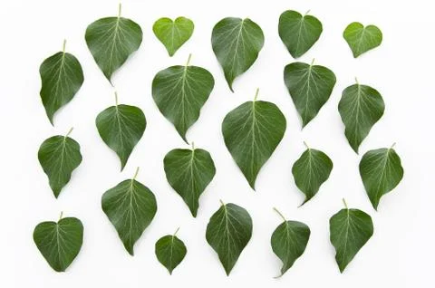 Green leaves floral pattern texture. Flat lay, top view. Leaf background Stock Photos