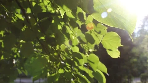 Green leaves flutter in the wind.summer video with Sunny hares Stock Footage 133081521