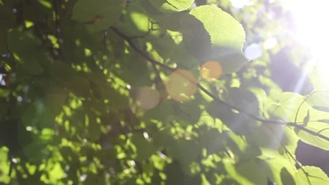 Green leaves flutter in the wind.summer video with Sunny hares. High quality HD Stock Footage 133241784