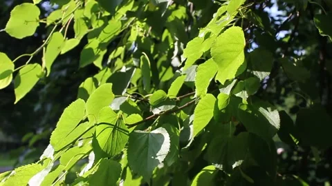 Green leaves flutter in the wind.summer video with Sunny hares. High quality HD Stock Footage 133398514