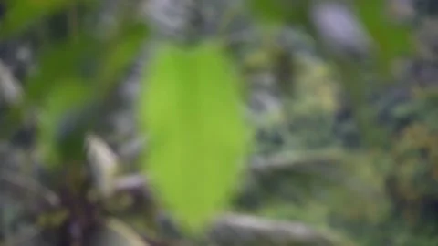 Green leaves fluttering,the wind and coconut trees are pretty blurred Stock Footage 130546341