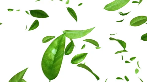 Green Leaves Flying on White Background. Looped. Alpha Mask. Stock-Footage 56900923