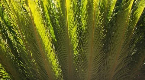 Green leaves foliage pattern texture in a jungle. Tropical leaf texture, palm Stock Photos