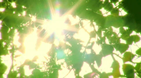 Green leaves Video stock 346514