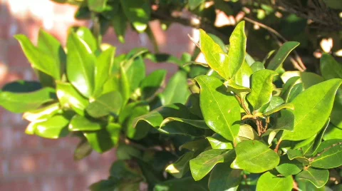 Green Leaves Stock Footage