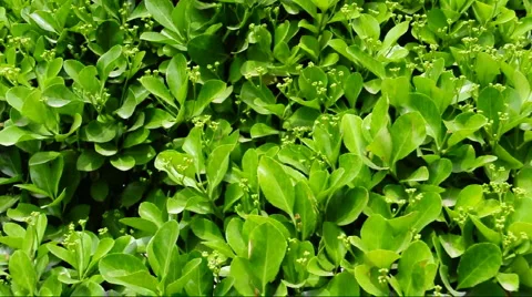Green leaves Stock Footage 889712