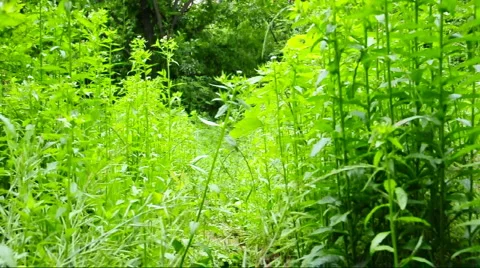 Green leaves Stock Footage 891014