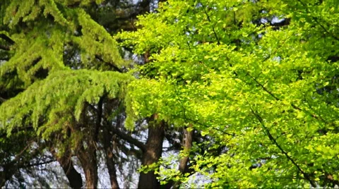 Green leaves Stock Footage 908087