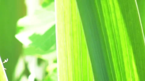 Green leaves Stock Footage 7901049