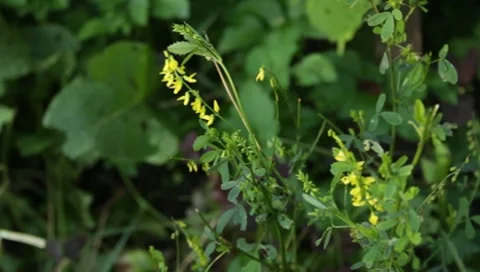 Green leaves Stock Footage 8650290