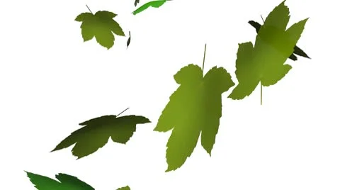 Green leaves Video stock 8852302