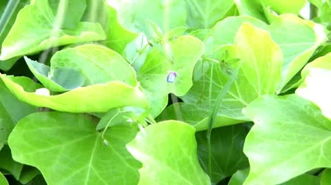 Green leaves Stock Footage 10565335