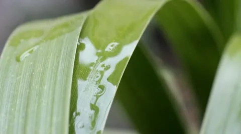 Green leaves Stock-Footage 10849873