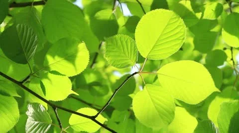 Green leaves. Stock Footage 11016305