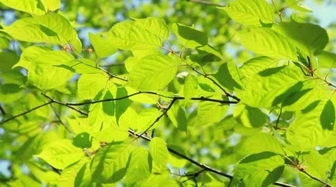 Green leaves. Stock Footage 11017745