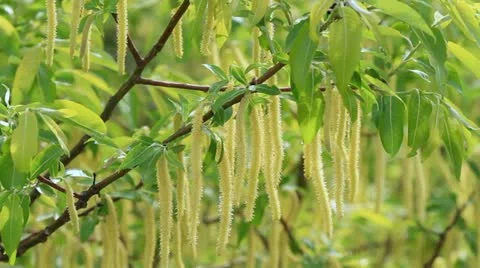 Green leaves. Stock Footage 11135451