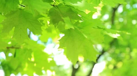 Green leaves Video stock 11234977