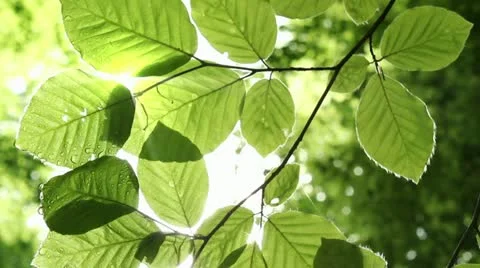 Green Leaves Stock Footage 11240485