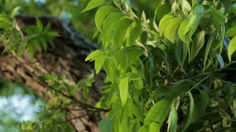 Green leaves Stock Footage 20049003