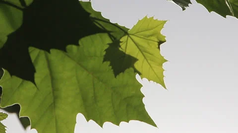 Green Leaves Stock Footage 23710940