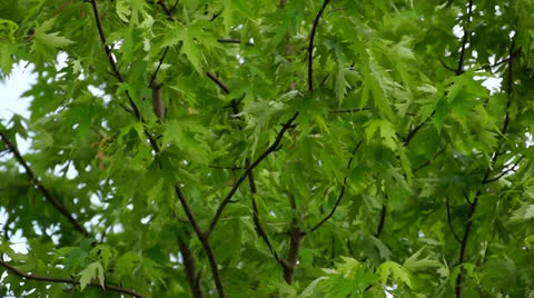 Green leaves Stock Footage 23796348