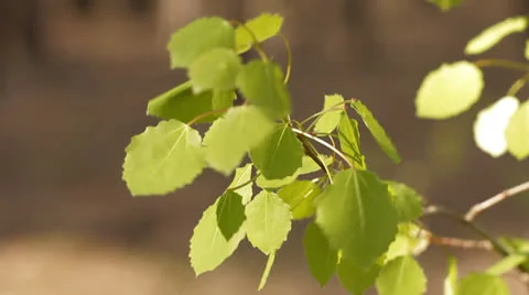 Green leaves Stock Footage 24568700