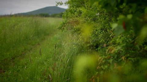 Green leaves Stock Footage 25052222