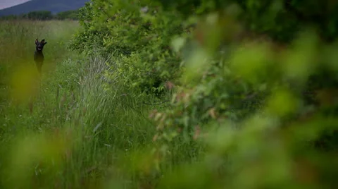 Green leaves Stock Footage 25052338