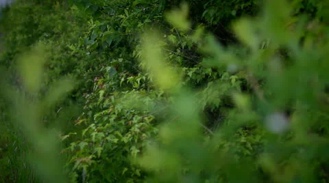 Green leaves Stock Footage 25052976