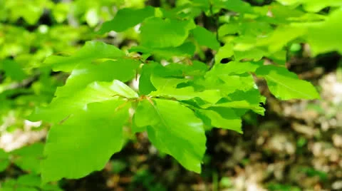 Green Leaves Stock Footage 25228923