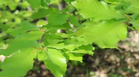 Green Leaves Stock Footage 25229734